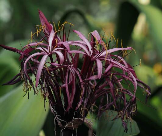  p>红花文殊兰(学名: i>crinum /i>  i>× /i>  i>amabile /i> donn