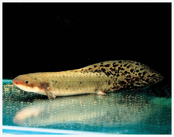  p>澳大利亚肺鱼(neoceratodus forsteri)又称澳洲肺鱼,昆士兰肺鱼,为