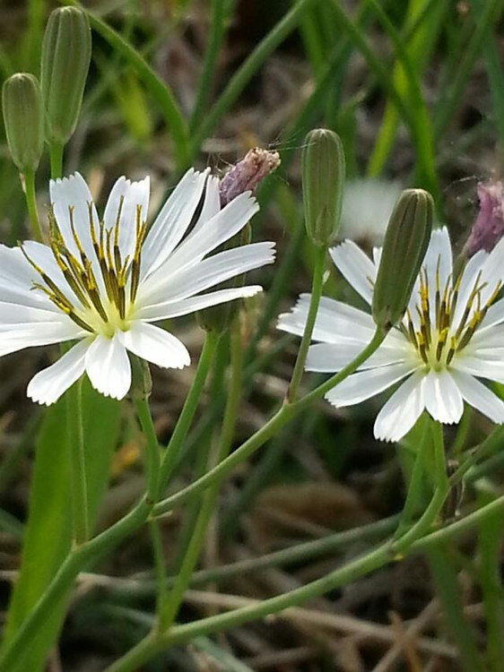  p>狗娃花属(学名:heteropappus less.