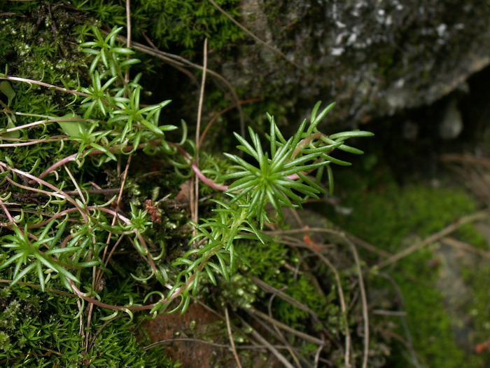  p>藓状景天(sedum polytrichoides)是多年生的 a href="#" data