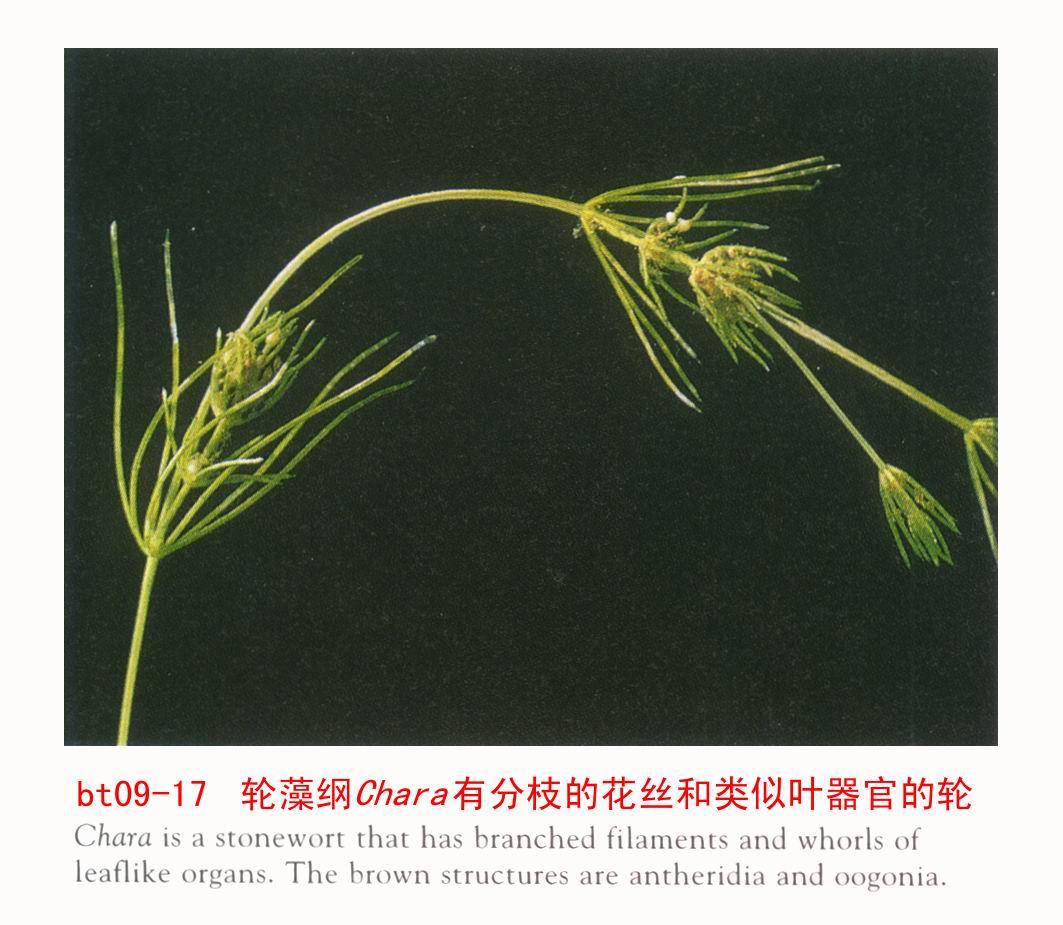  p>轮藻是直立的肉眼能见的藻类,它是沉水生长的,由其外观和大小就使