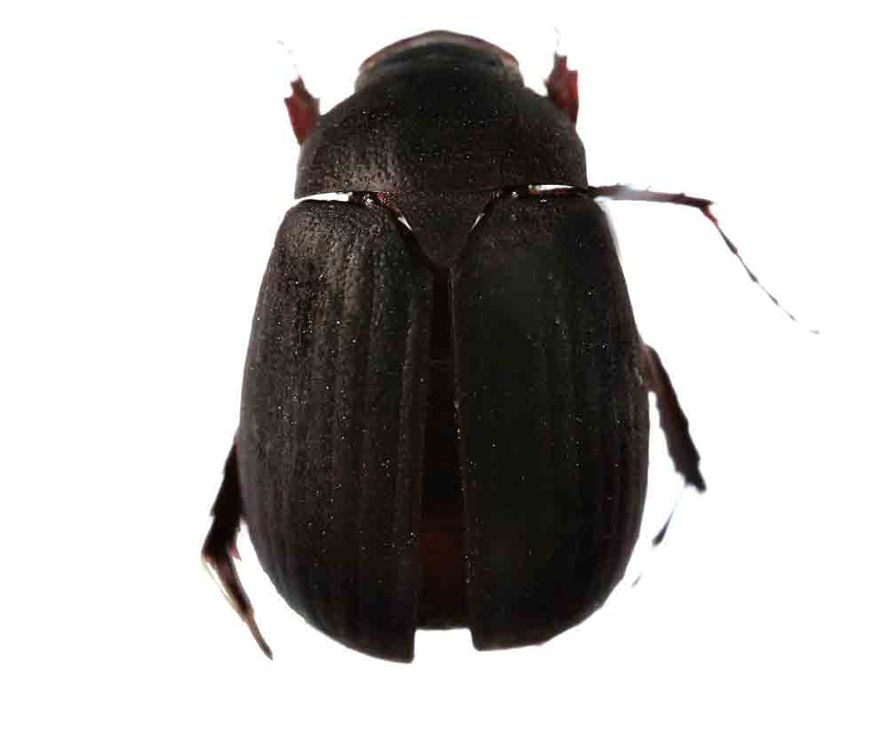  p>东方绢金龟,是一种 a>鳃金龟科 /a>昆虫.