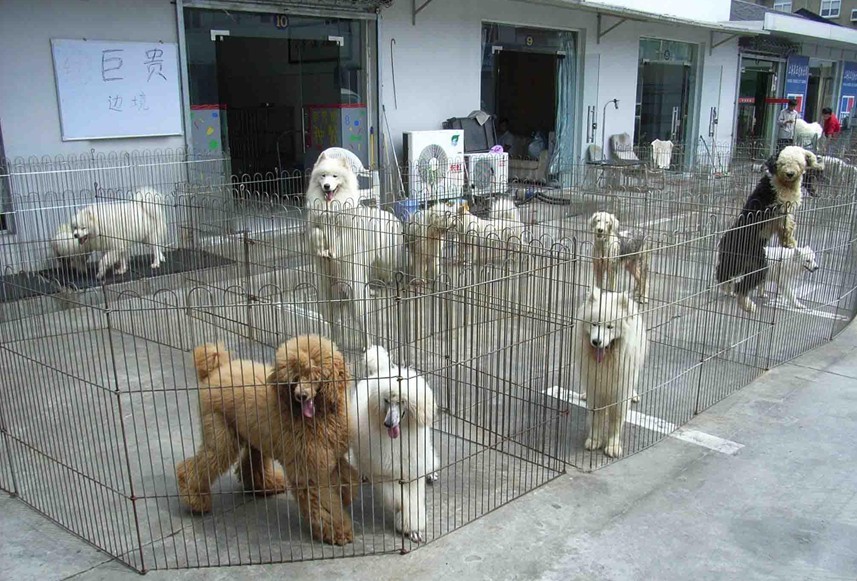  p>优美狗场繁殖中心是一家从事经营宠物狗 纯种犬 赛级名门后代等!