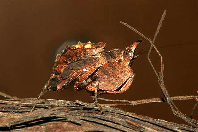  p>巨腿螳,也叫拳师螳螂,中等大小的螳螂,有着几乎和体型不成比例的