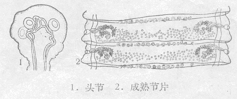 莫氏扩张绦虫