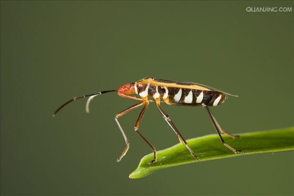  p>半翅目是 a target="_blank" href="/item/胸喙亚目/944904" data