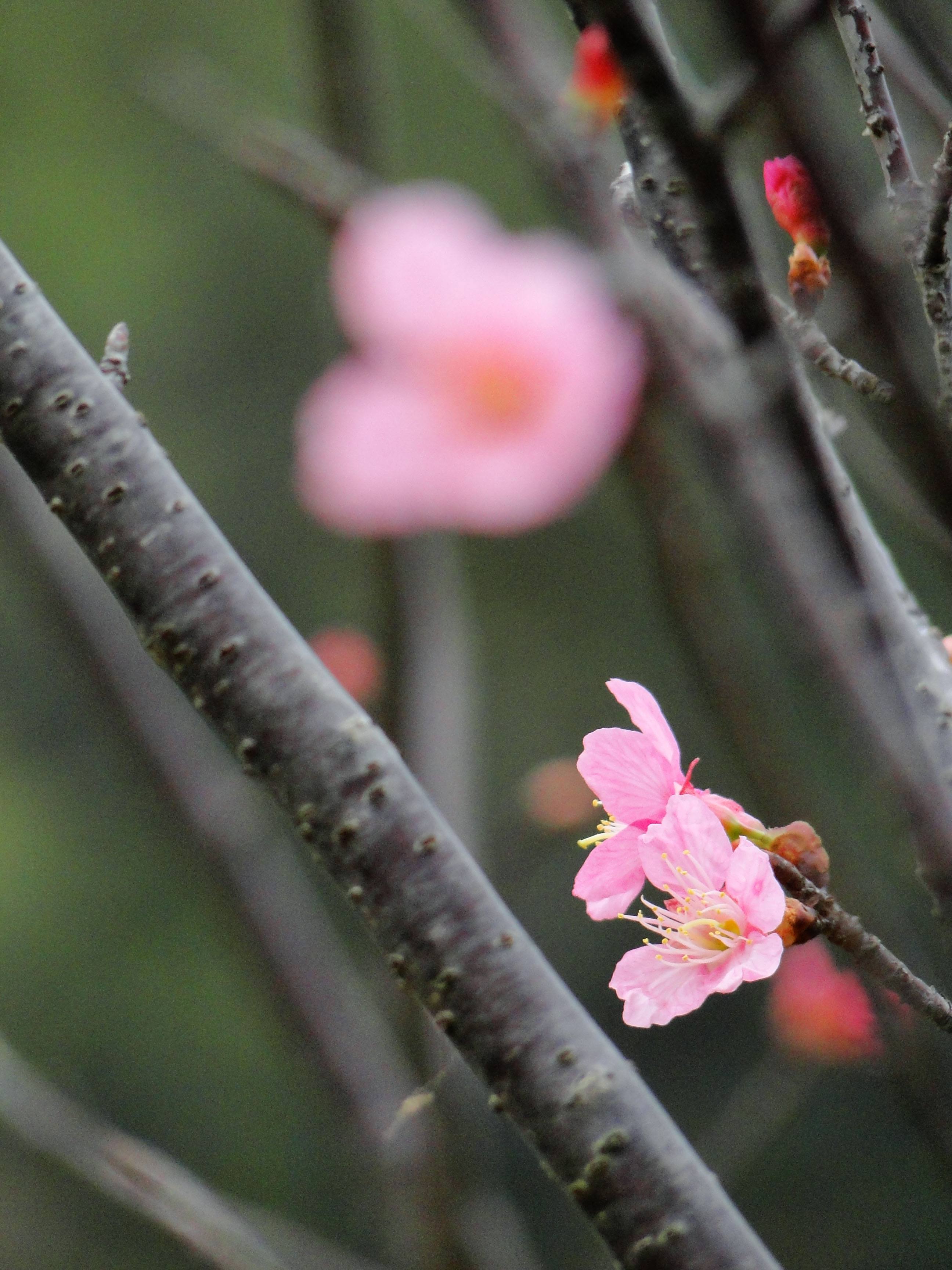  p>毛叶山樱花(拉丁名;cerasus serrulata g. don ex london var.