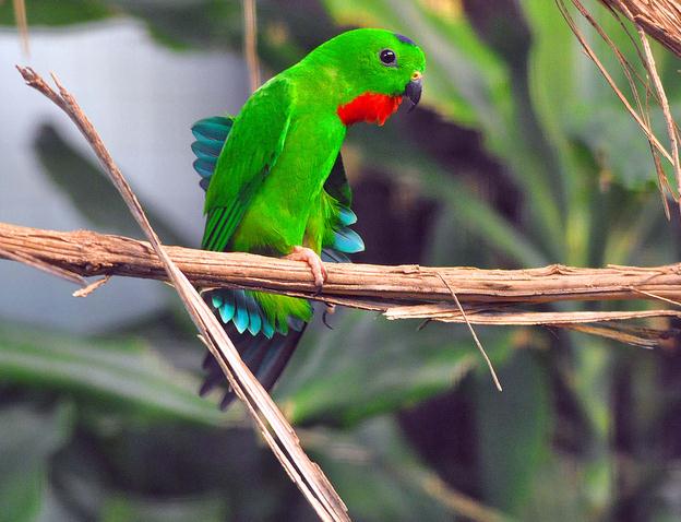 blue-crowned hanging-parrot