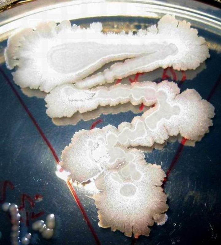 芽孢八叠球菌属