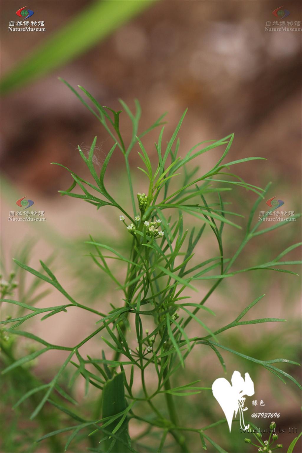  p>细叶芹,一年生草本,是常见的农田杂草之一,常生长在小麦,玉米,大豆
