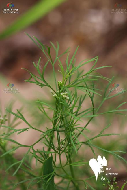 细叶芹_百度百科
