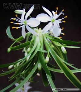 叶柄基部无鞘,也无卷须;伞形花序单生于叶腋;总花梗长3—5厘米, 明显