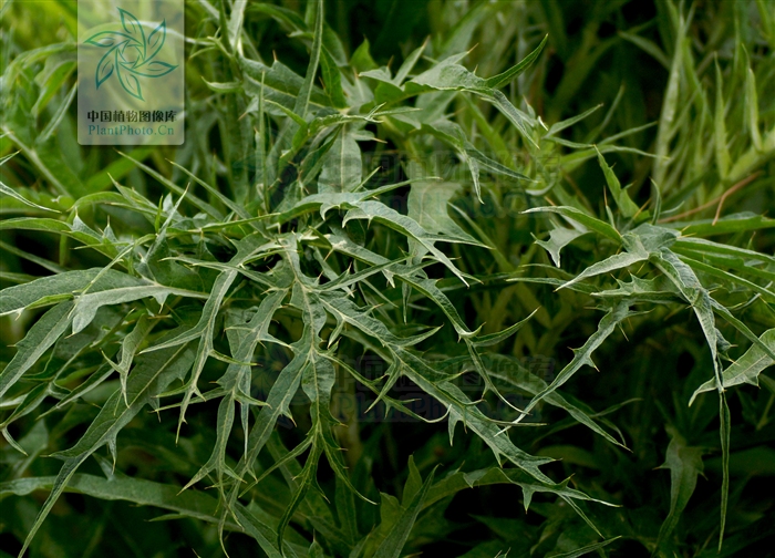  p>刺苞菜蓟(学名: i>cynara cardunculus /i> l., sp. pl.