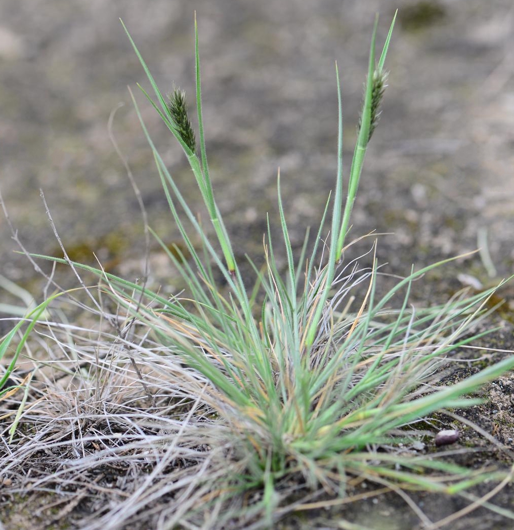 beauvois)是禾本科,九顶草属多年生密丛 a target="_blank" href="