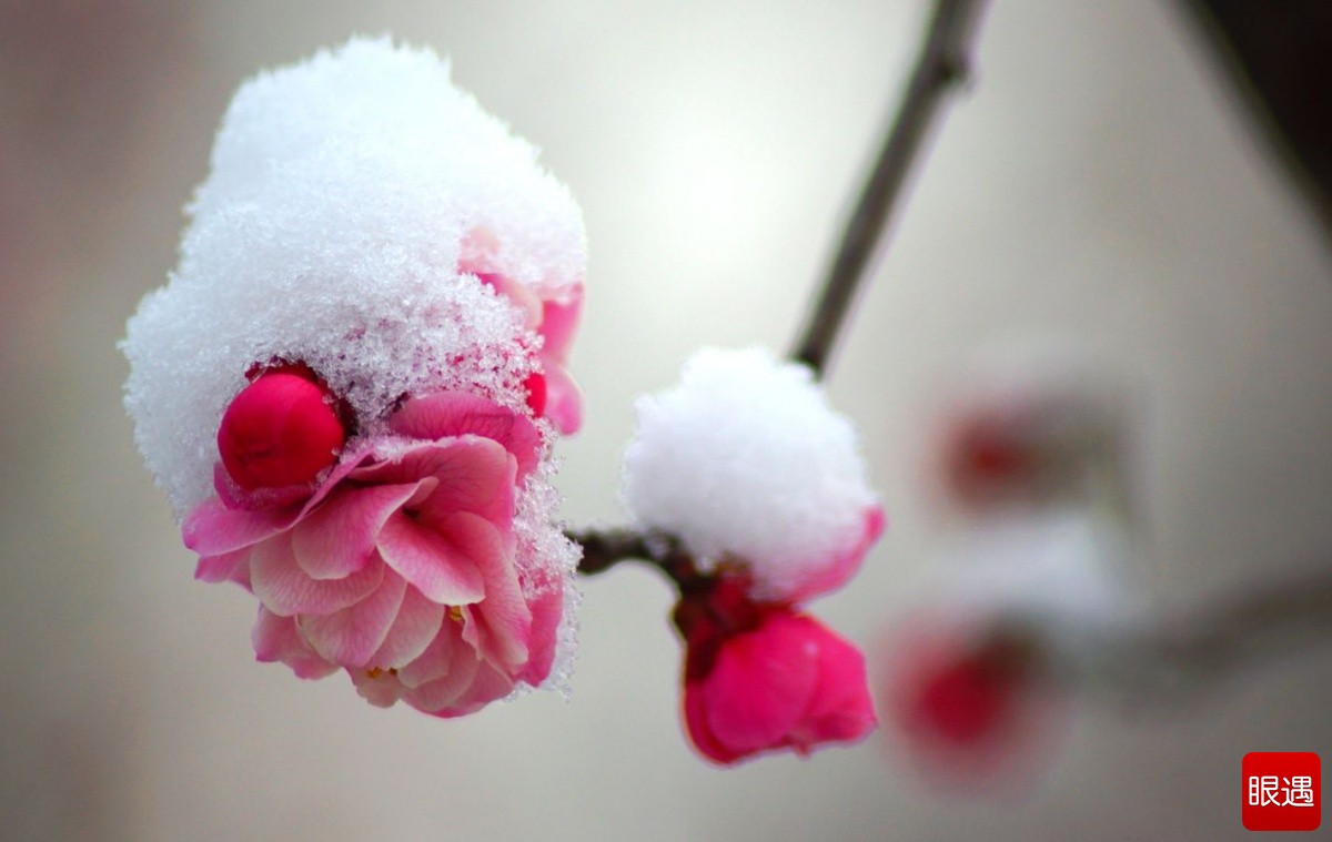 丑奴儿·香梅开后风传信