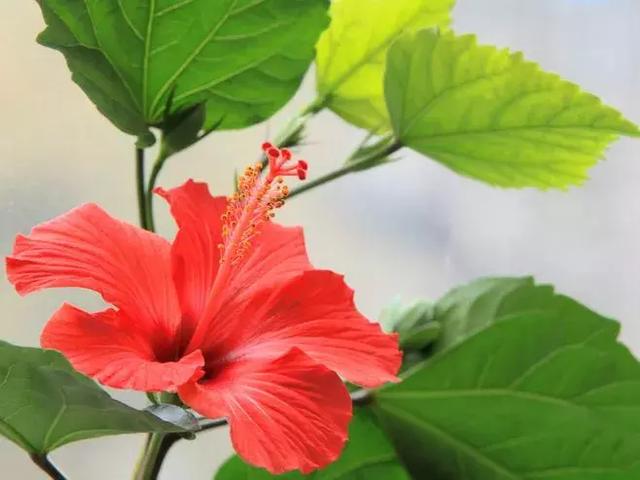 《山海经》里的扶桑神木，到底有多神奇_百科TA说