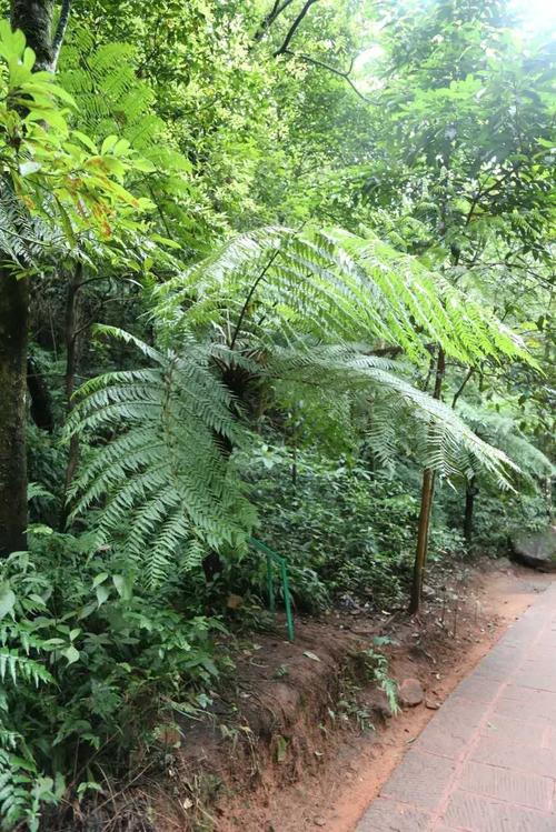 狗科 /b>(cibotiaceae)是 a target="_blank" href="/item/蕨类植物