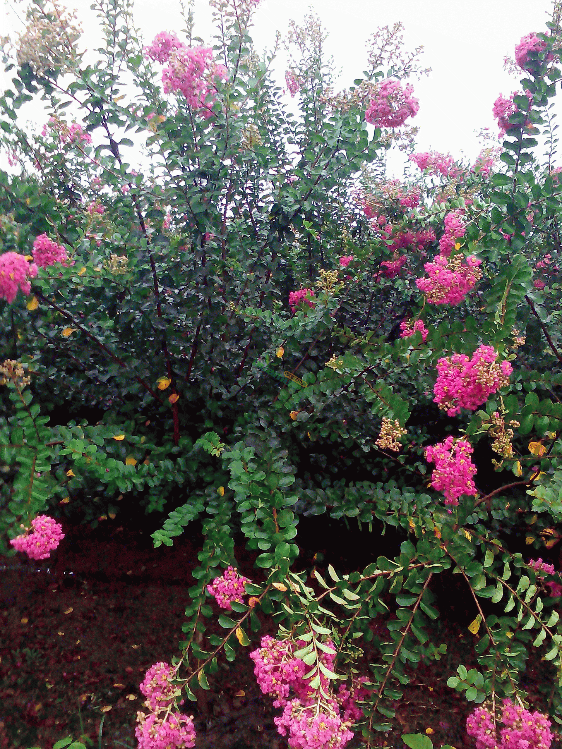  p data-id="gnbkmx154b">紫薇,中药名.