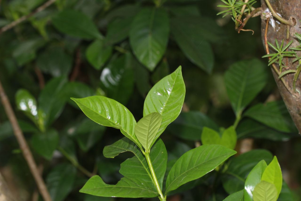 栀子（茜草科栀子属植物）_百度百科
