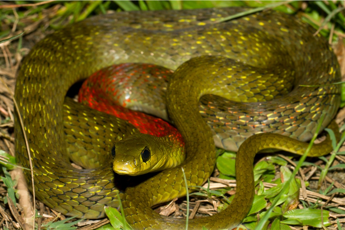 红脖颈槽蛇