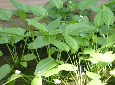 泽泻（泽泻科泽泻属植物）_百度百科