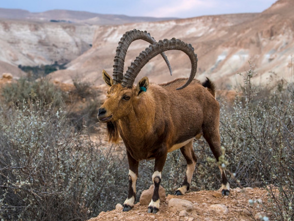 努比亚高地山羊