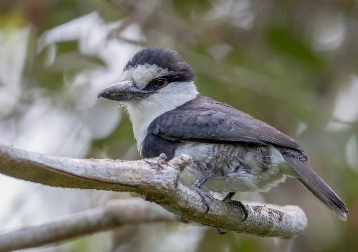 notharchus hyperrhynchus),是   形目蓬头   科黑胸蓬头   属的鸟类