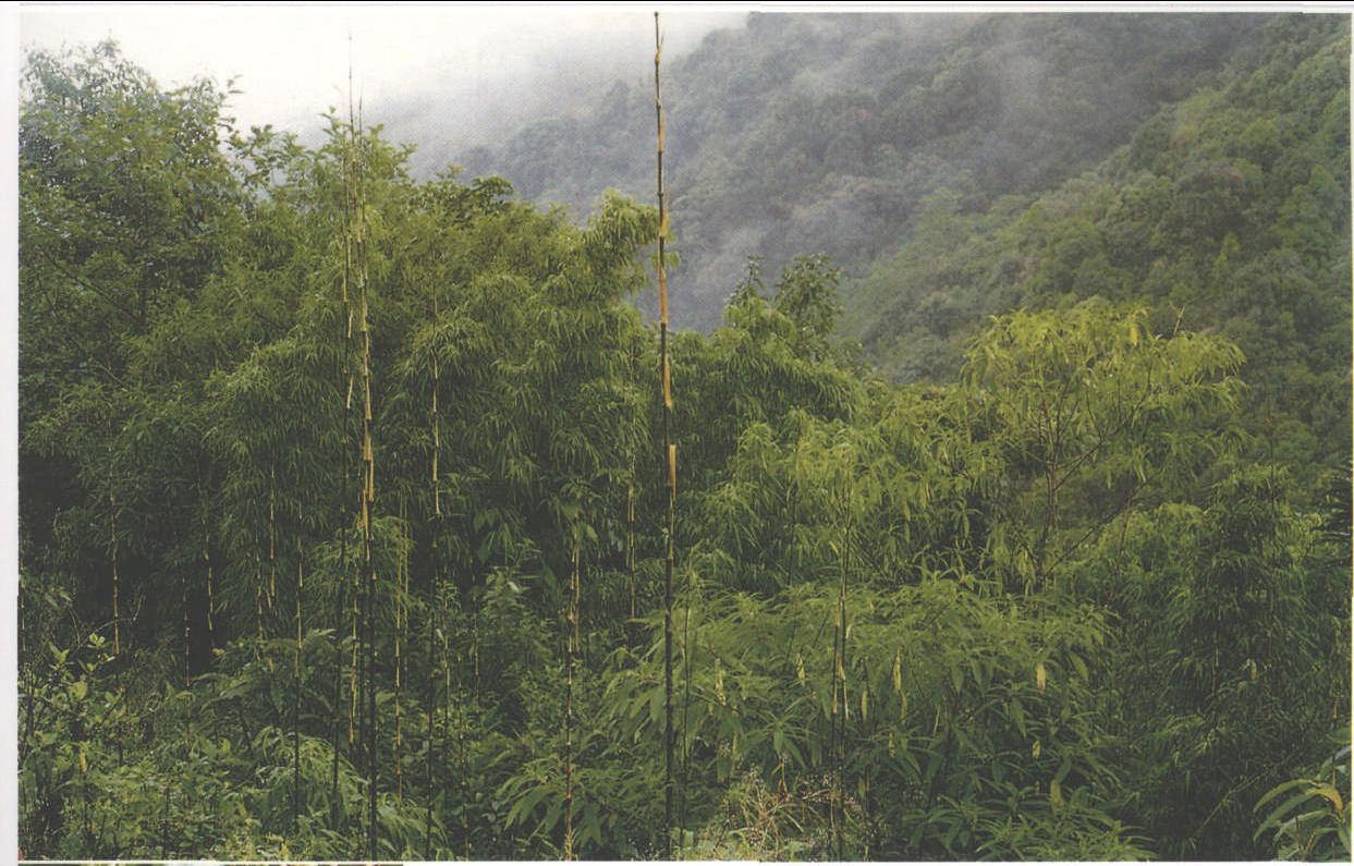  p data-id="tzooidtjpcwg">方竹( i>chimonoba