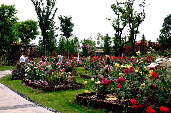 太仓恩钿月季公园