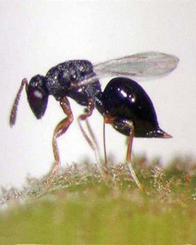 啮小蜂是一种 a target="_blank" href="/item/ 姬小蜂科/6264962"