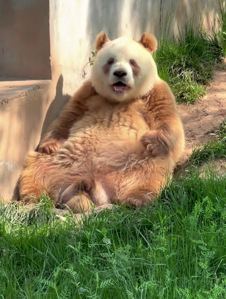 大熊猫七仔_百度百科