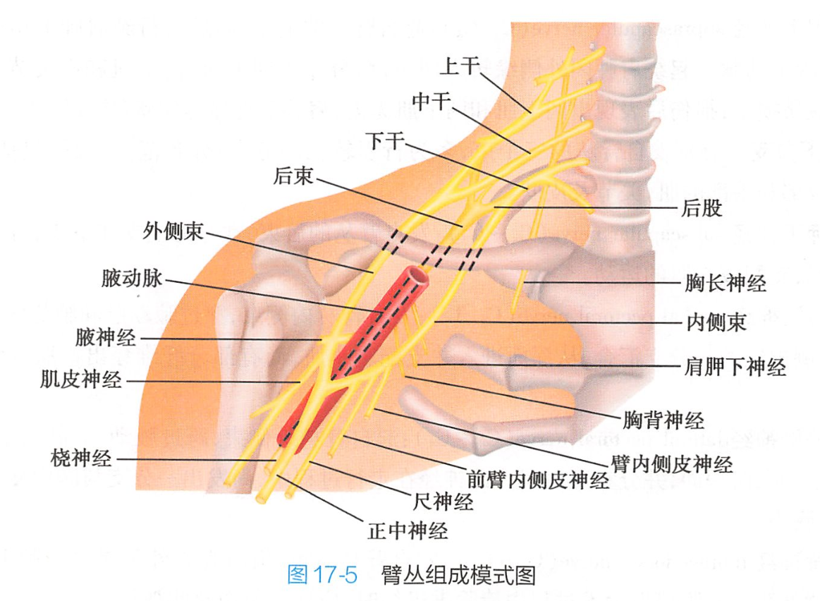 是由第5—8 a target="_blank" href="/item/颈神经前支/56145961"