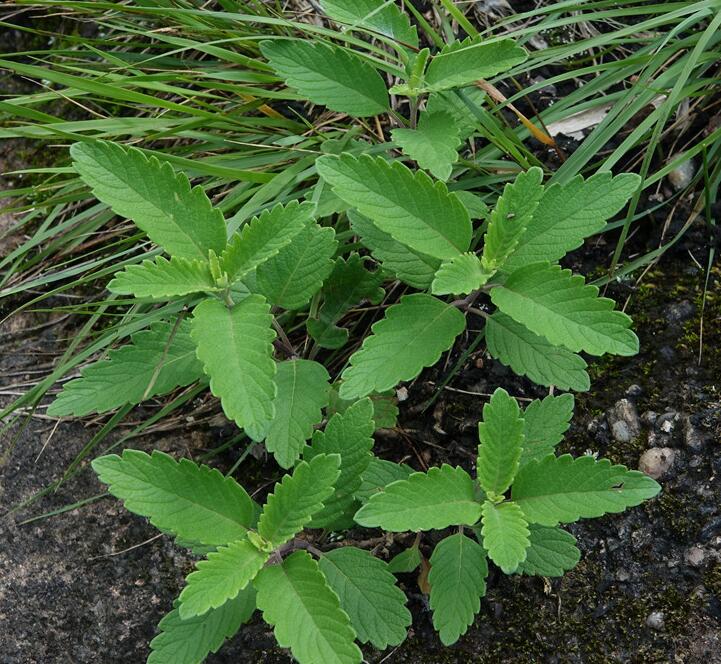  p data-id="tzkbxh9jgsvt">兰香草(学名: i>caryopteris incana /i>