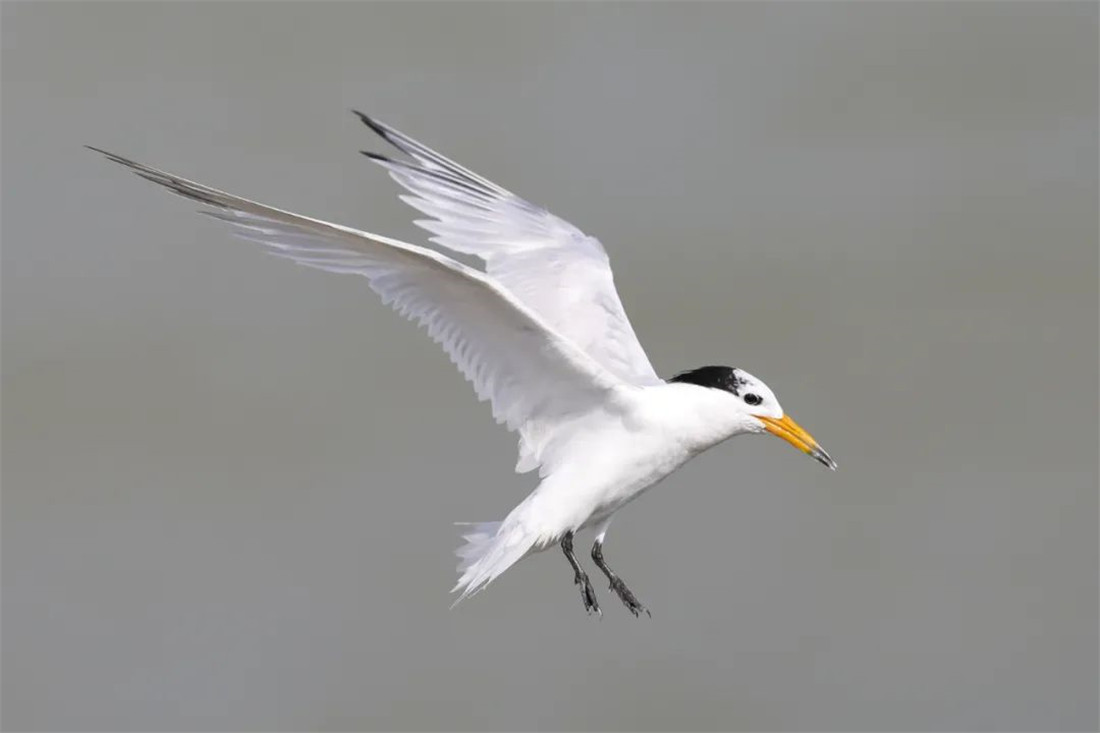 中华凤头燕鸥消失63年后重现 总混在燕鸥群中 怕鹰隼不怕人 百科ta说