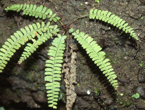 cyrtomidictyum conjunctum ching