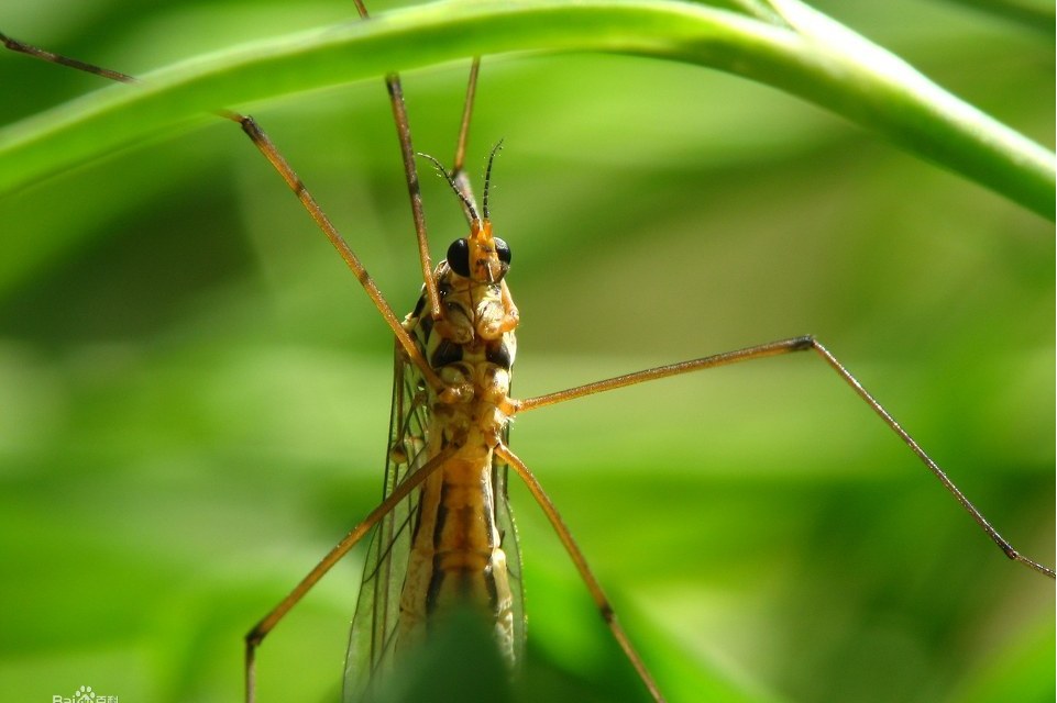  p data-id="gmwuvnz9do">冬大蚊科是属于双翅目, 长角亚目,大蚊总科.