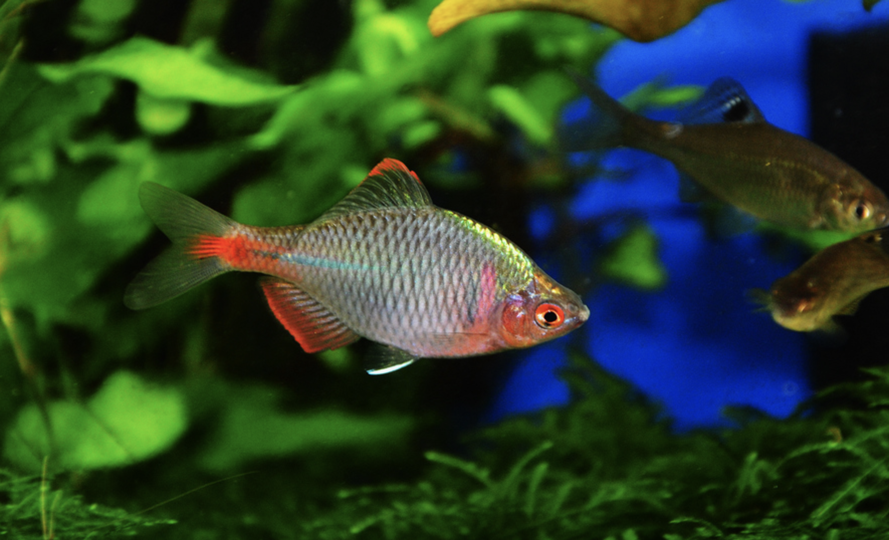  p>高体鳑鲏(学名: i>rhodeus ocellatus /i>) 是鲤科,鳑鲏属鱼类.