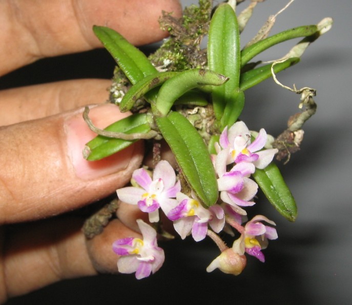  p>短茎隔距兰(学名:cleisostoma parishii (hook. f.