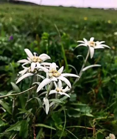 高山火绒草：一个不为人知的护肤“利器”_百科TA说