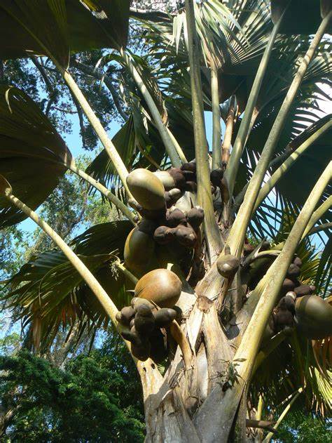 id="gnsupwde2s">海椰子(lodoicea maldivica)是棕榈科,巨子棕属植物