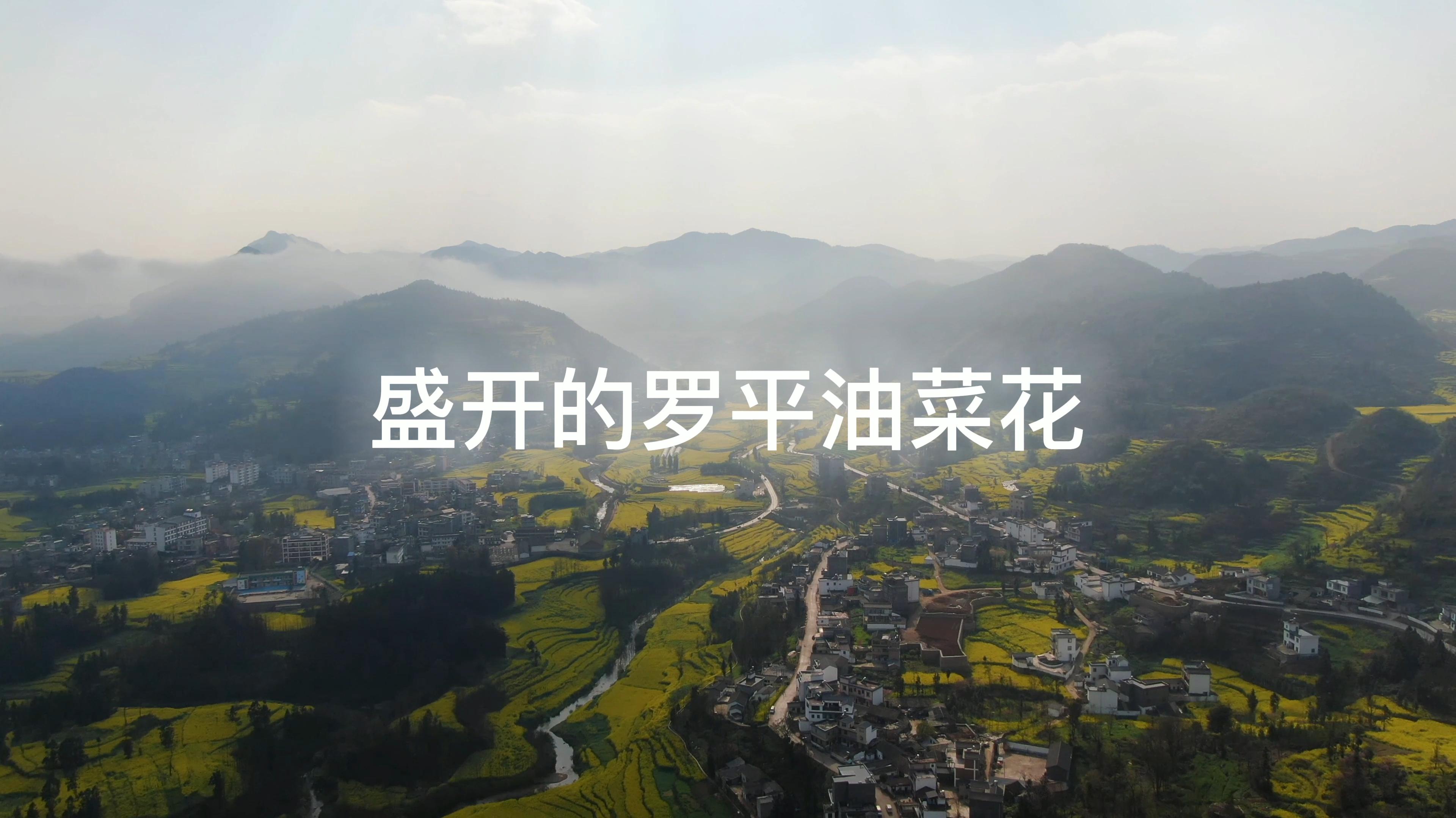 盛开的罗平油菜花