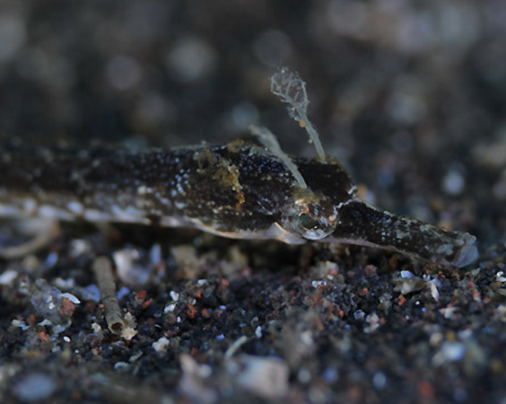 trachyrhamphus  serratus