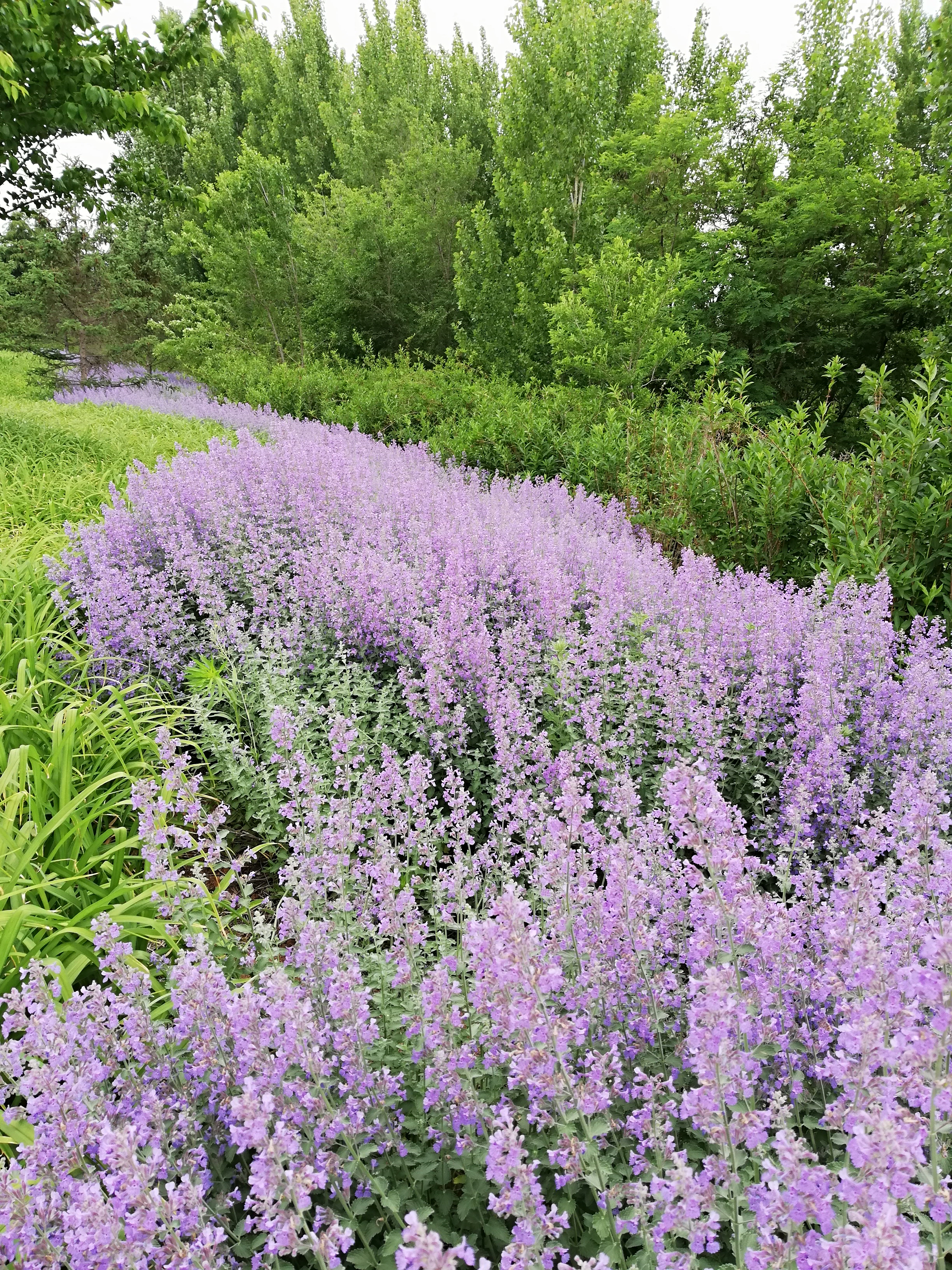  p data-id="tzkbxh9jgsvt">兰香草(学名: i>caryopteris incana /i>