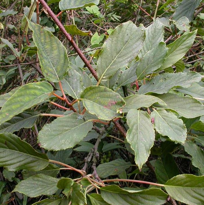  p>葛枣猕猴桃(学名: i>actinidia polygama /i> (sieb. et zucc.