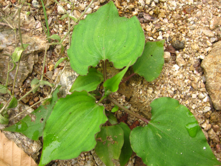 竹叶子（鸭跖草科竹叶子属植物）_百度百科