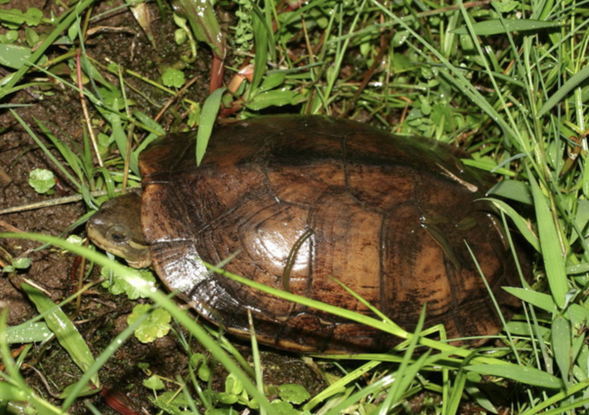  p>黄喉拟水龟(学名: i>mauremys mutica /i>)是龟科,拟水龟属动物.