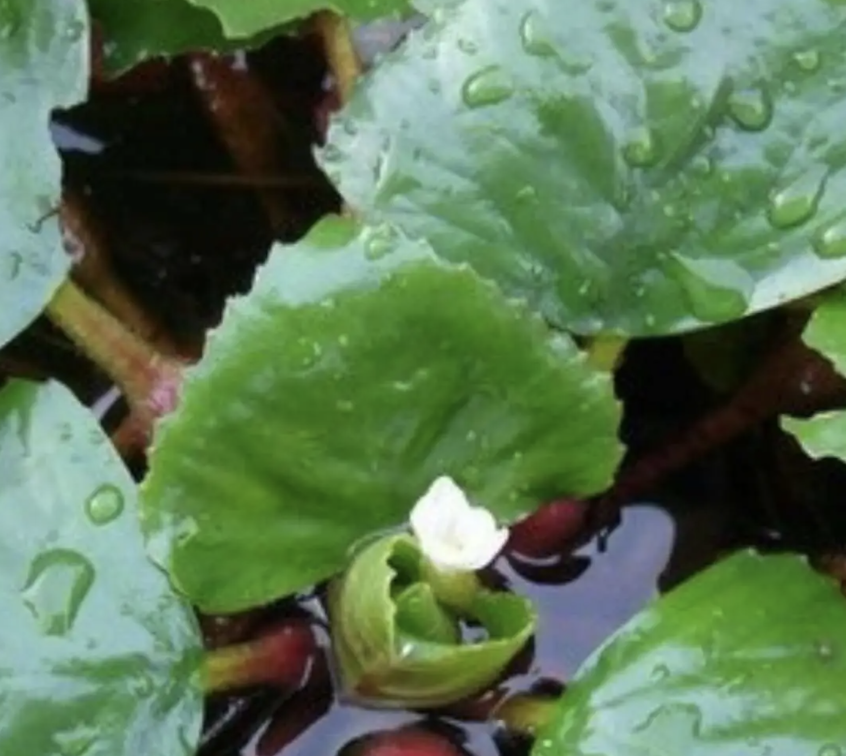  p data-id="go019edvcz">菱花是菱的花.