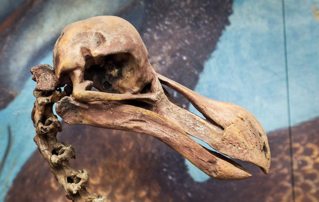  p>渡渡鸟( i>raphus cucullatus /i>):是鸽形目,鸠鸽科的一种已灭绝