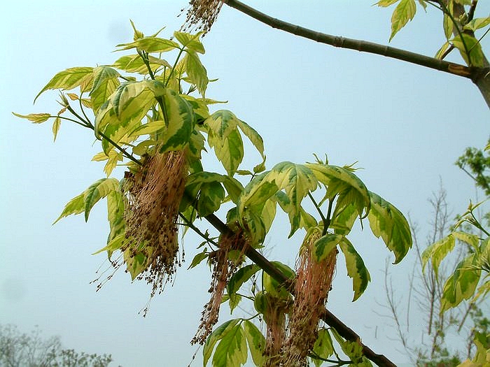 花叶梣叶槭
