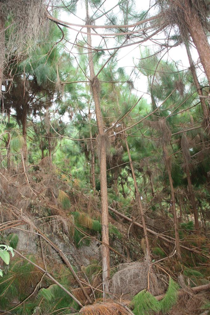 思茅松的做法(思茅松毛虫图片)